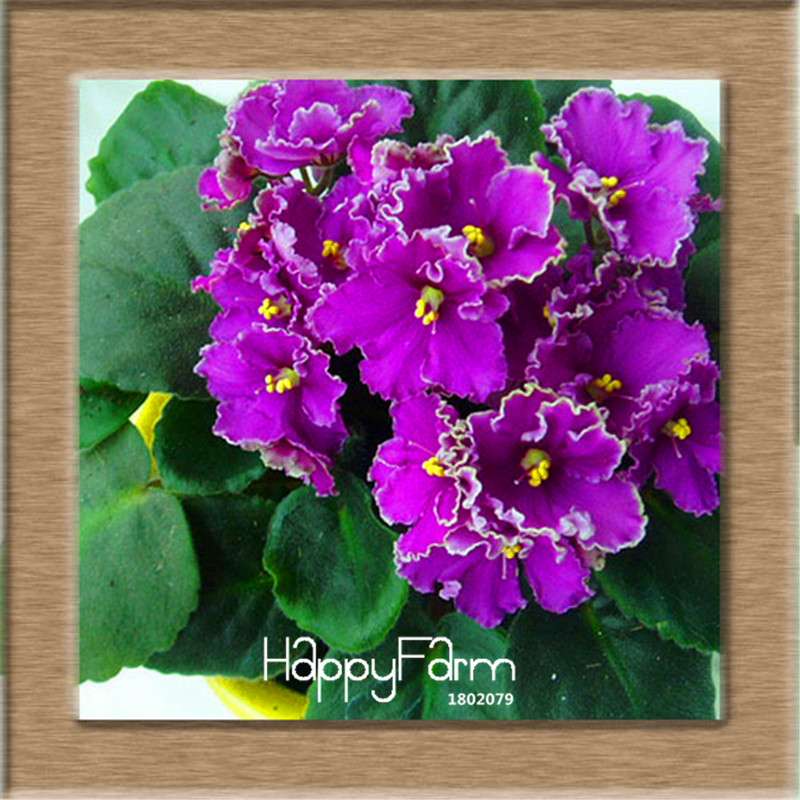 Colorful Violet Seeds for Garden - Perennial Matthiola Incana Flower Seeds