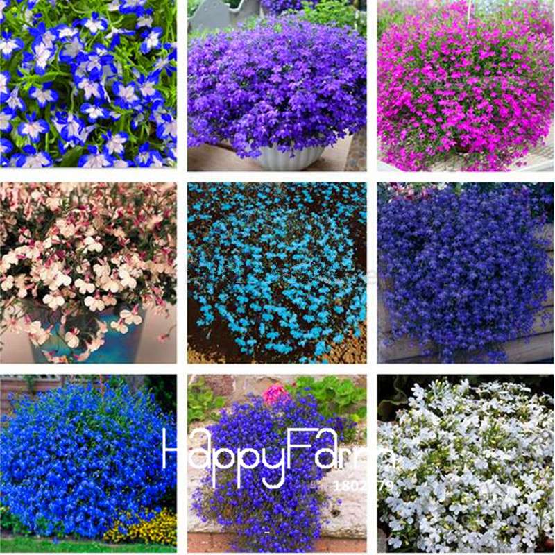 Lobelia Seeds - Bonsai Flower, Creeper & Ground Cover Plants for Garden Landscaping | Fast-Growing