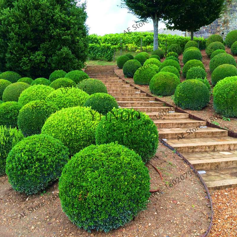 Juniper Bonsai Seeds for Planting - Grow Outdoor Bonsai Trees, Purify Air, Perfect for Home & Garden