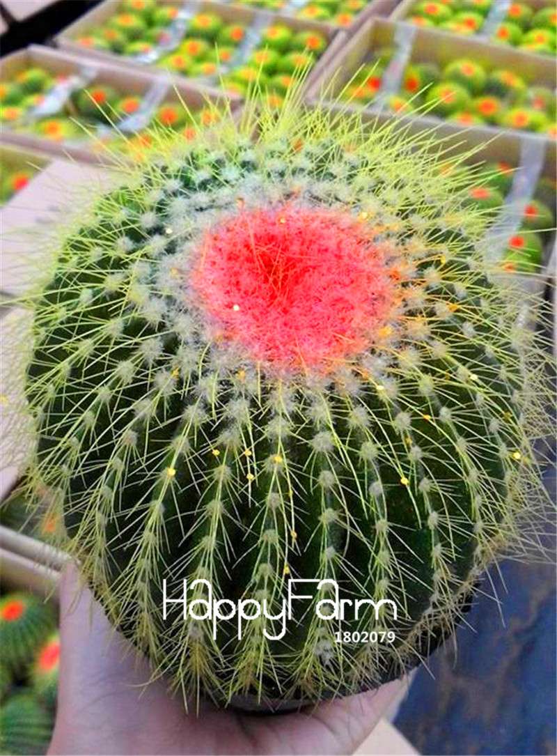 Cactus Succulent Seeds - Easy-Grow Potted Plants, Anti-Radiation, Home & Garden Decor - Fast Shipping