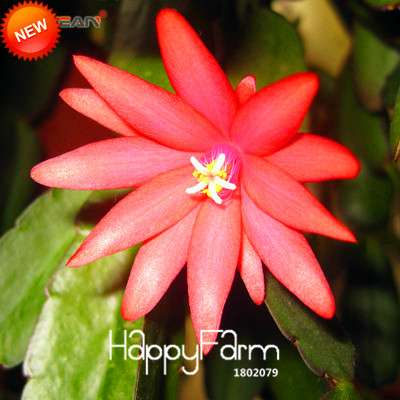 24 Color Rare Schlumbergera Bonsai Seeds - | Unique Truncatus Flower Seeds for Planting