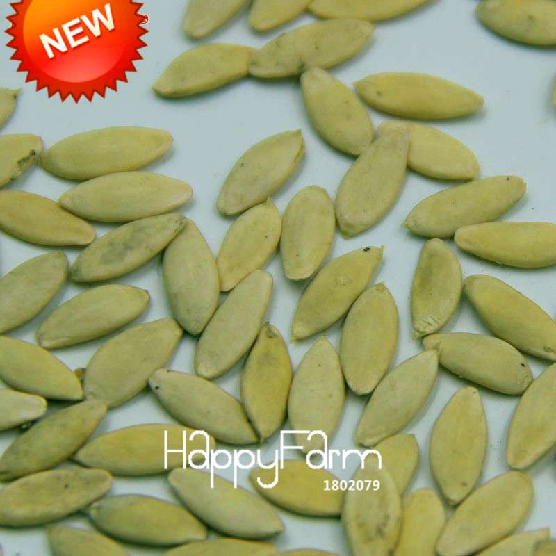 Dutch Cucumber Seeds - for Fresh, Homegrown Vegetables | Non-GMO, High Yield