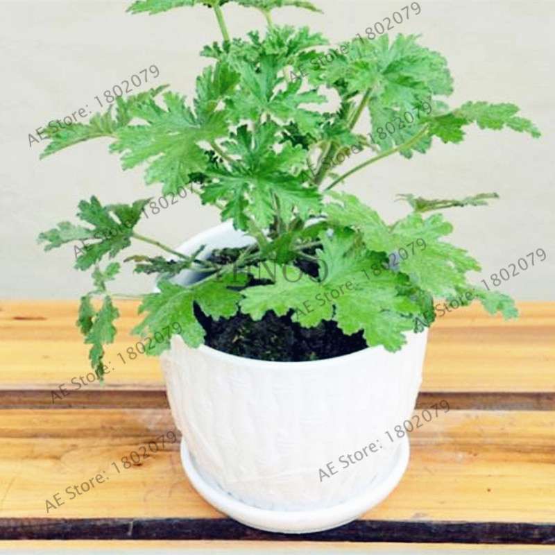 Mosquito Repellent Grass Seeds - Natural Pest Control, Exotic Indoor Herb Plant for Home & Garden Bonsai
