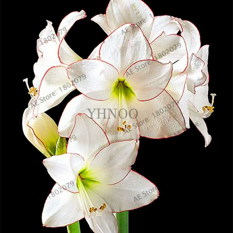 Chinese Clivia Seeds - Exotic Bonsai Flower for Home & Garden | Fast-Growing, Beautiful Blooms
