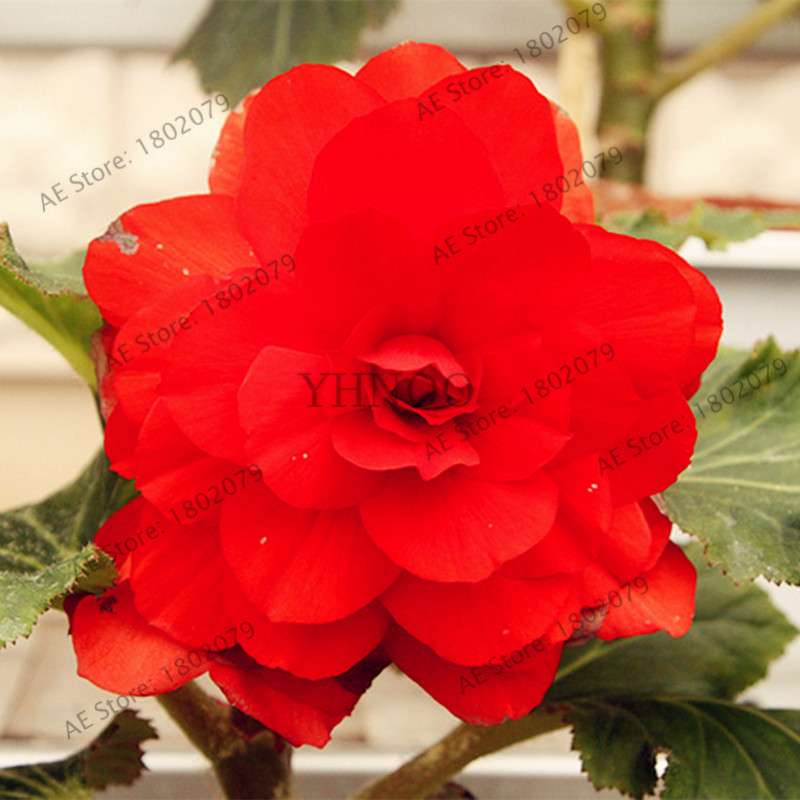 Begonia Seeds - Easy to Grow Bonsai Balcony Flowers, Potted Eustoma & Malus Spectabilis for Home Garden