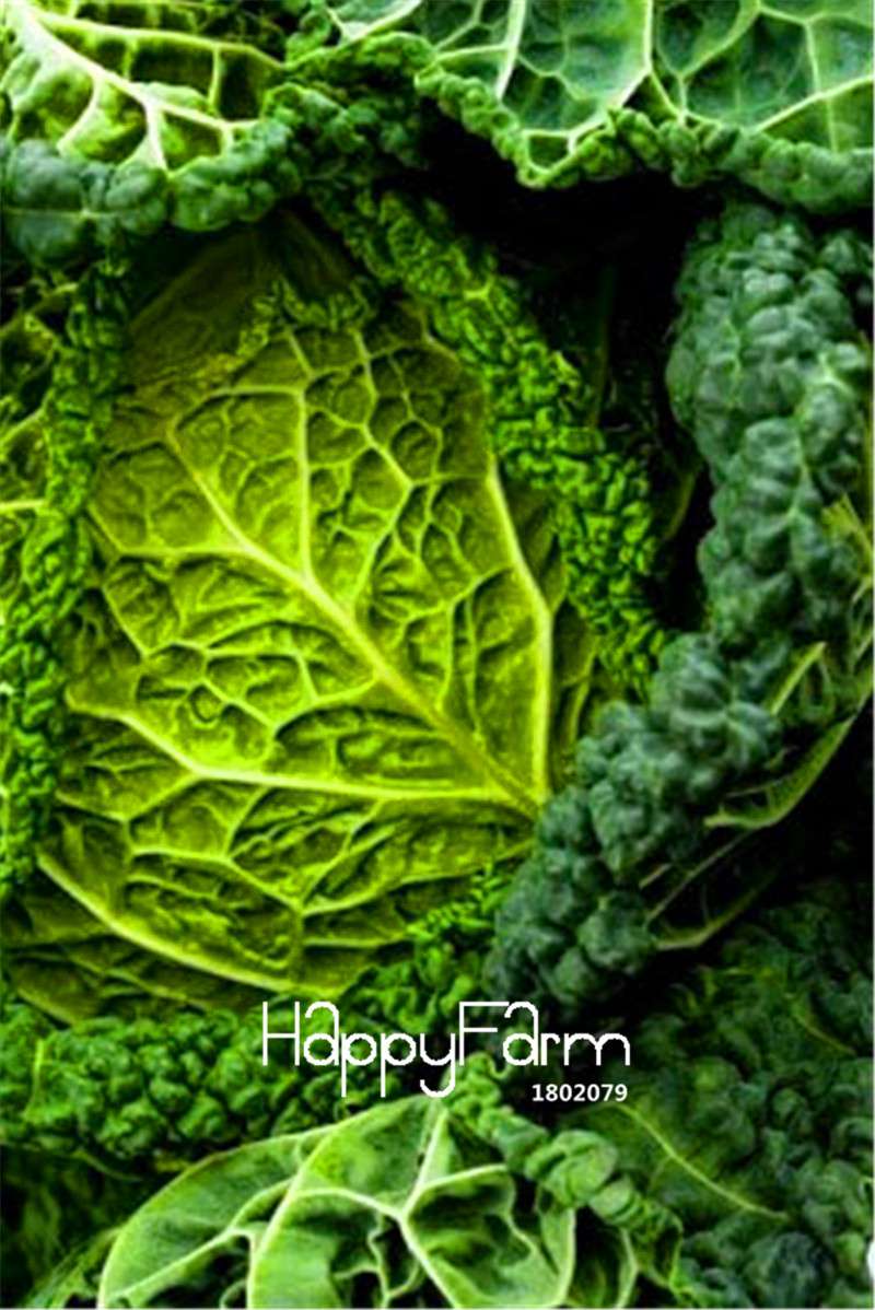 Organic Savoy Cabbage Seeds - Heirloom, Non-GMO, Delicious & Easy to Grow - Perfect for Home Garden