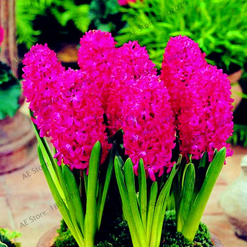 Hyacinth Seeds for Planting - Easy-Grow Potted Bonsai Flowers, Indoor/Outdoor Garden