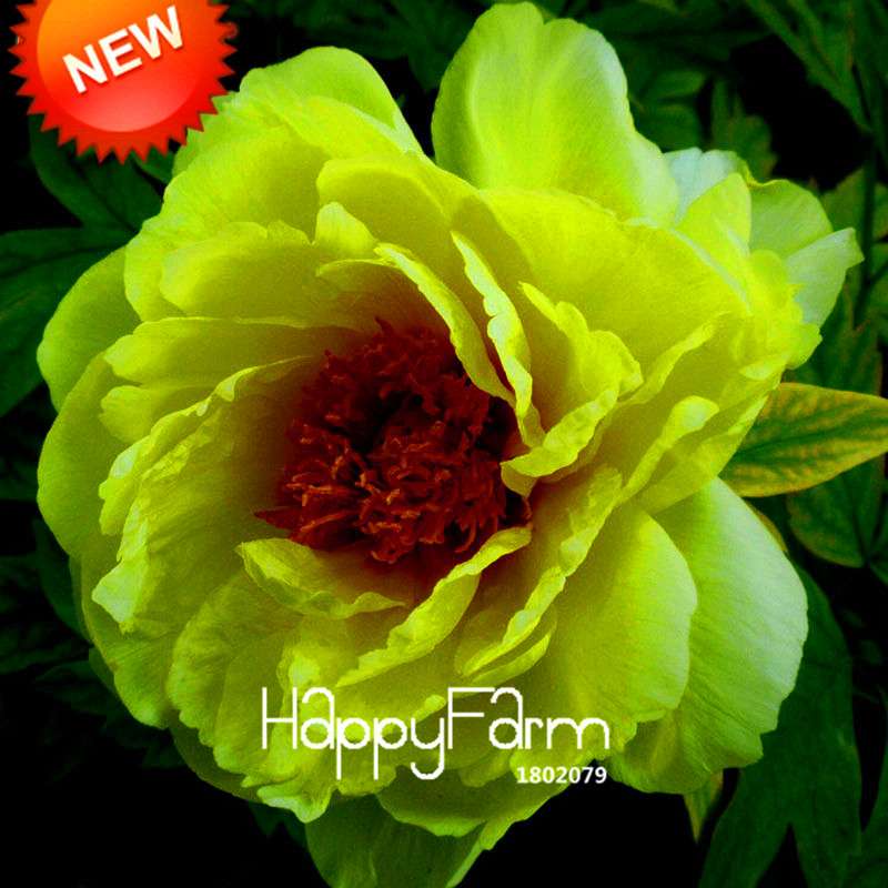 Yellow Peony Seeds for Planting - Potted Bonsai Flower Seeds for Home Garden