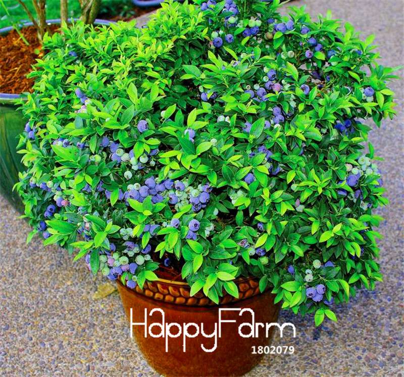 Blueberry Seeds for Planting - Grow Delicious Blueberry Fruit Trees at Home, Indoor/Outdoor Bonsai