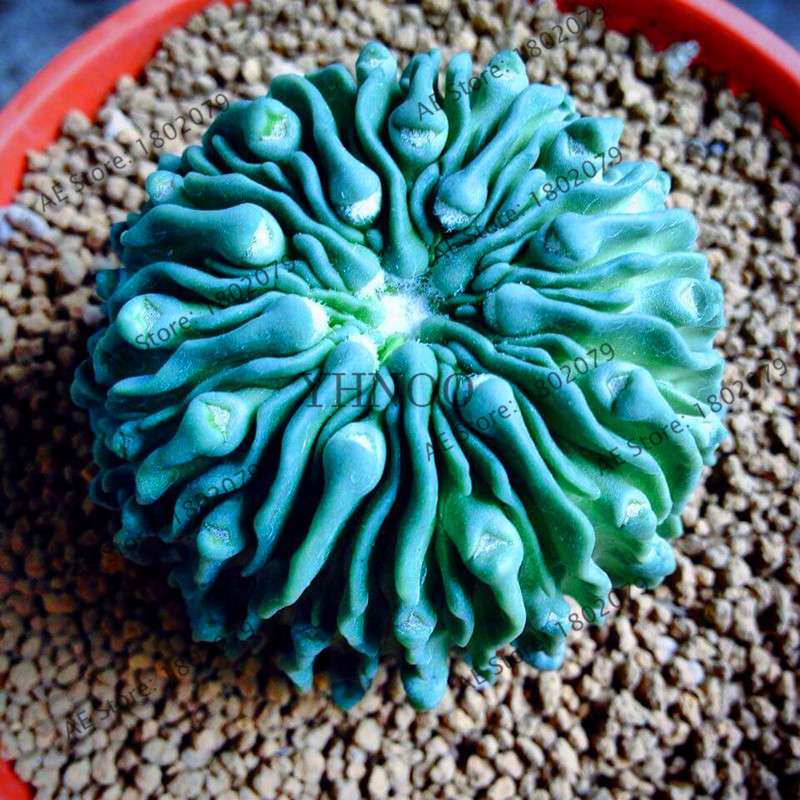 Basketball Cactus Seeds (Euphorbia obesa) - Unique Succulent Plant for Garden, Bonsai & Home Decor