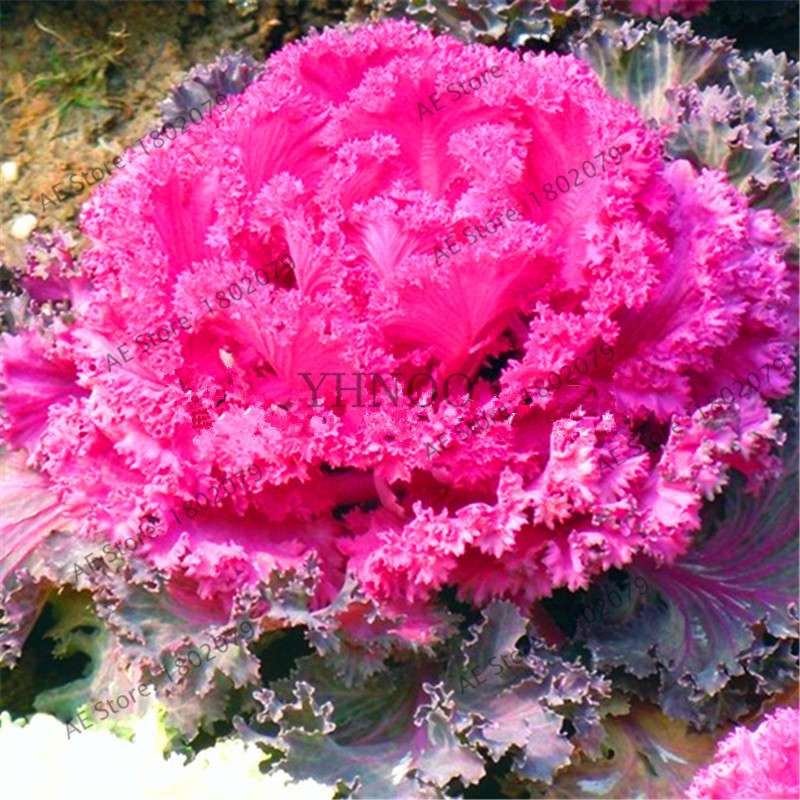 Organic Cabbage Flower Kale Seeds - Edible, Delicious & Ornamental Plants for Home Garden & Bonsai