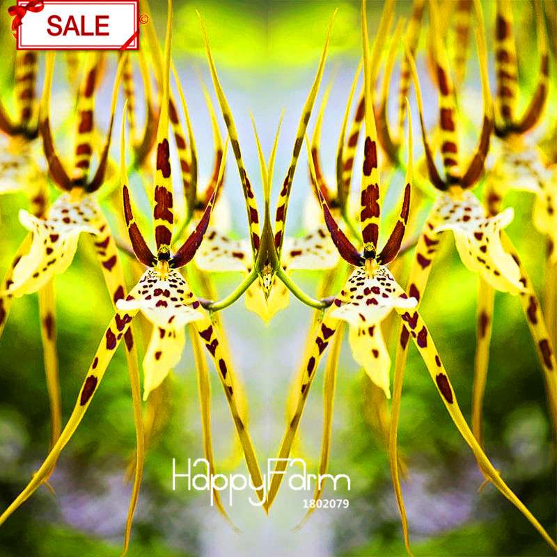 Rare Yellow Octopus Orchid Seeds - for Home Garden Planting | Exotic Flowering Plants