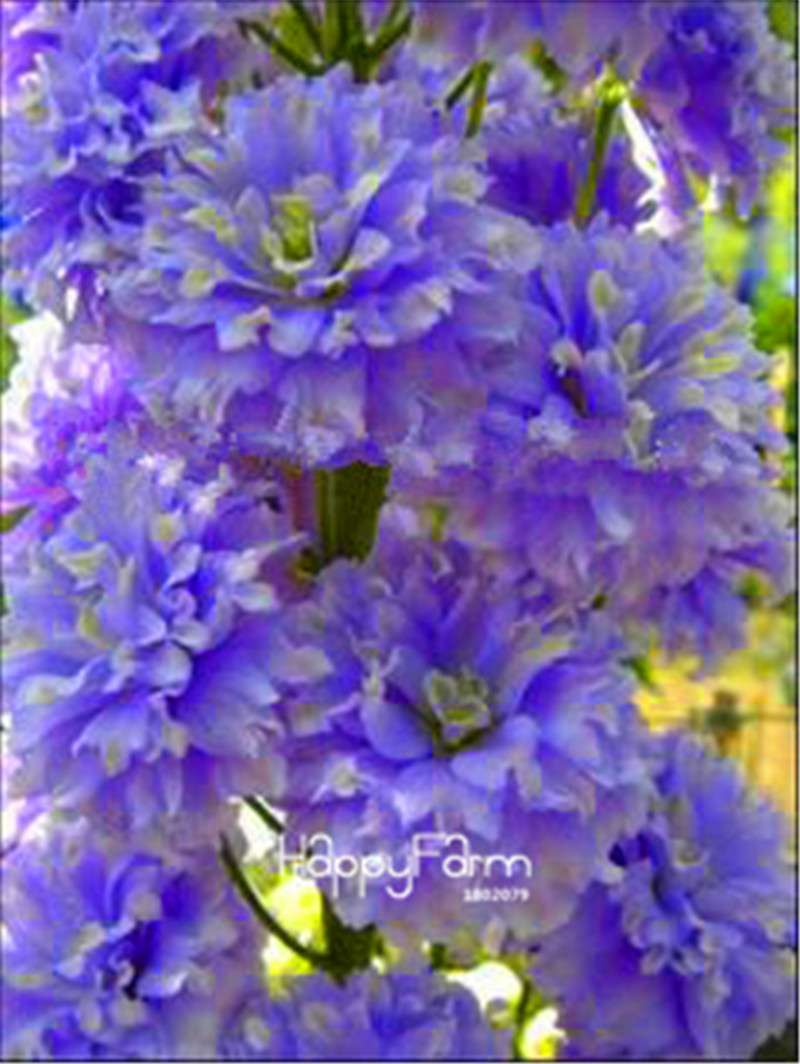 Rocket Larkspur Seeds - Easy-Grow Delphinium Flowers for Home Garden & DIY Potted Bonsai