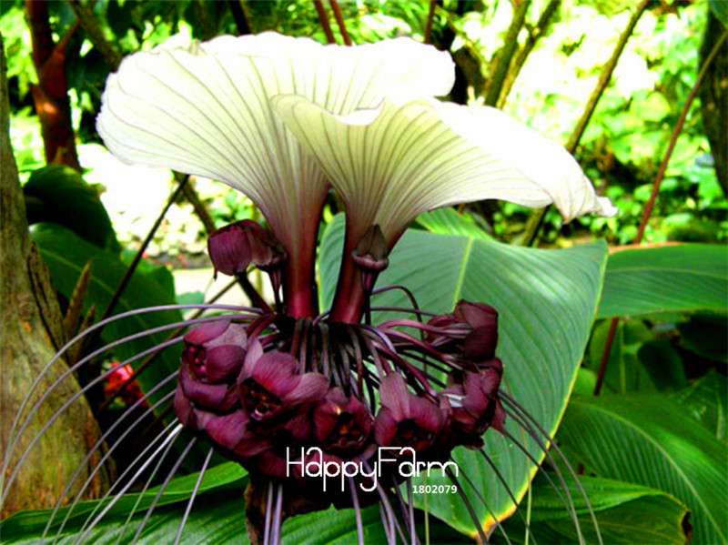 Rare Tacca Integrifolia Seeds - Easy to Grow, Exotic Flower Seeds for Home Garden