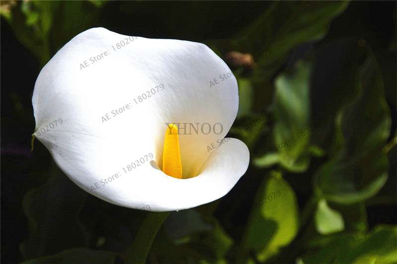 Rare Mixed Color Calla Lily Seeds - Beautiful Bonsai Flowers for Home Garden & Backyard Planting
