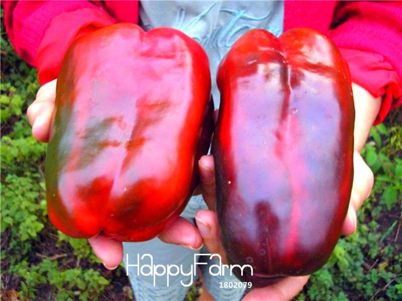 Organic Russian Giant Sweet Pepper Seeds - Heirloom Krasnyy Velikan Chili, Non-GMO, Free Shipping