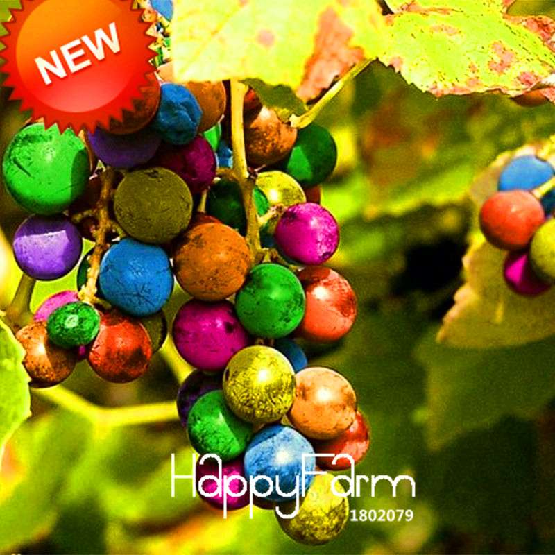 Rainbow Grape Seeds - Natural, Sweet & Easy to Grow | Premium Imported Fruit Plants