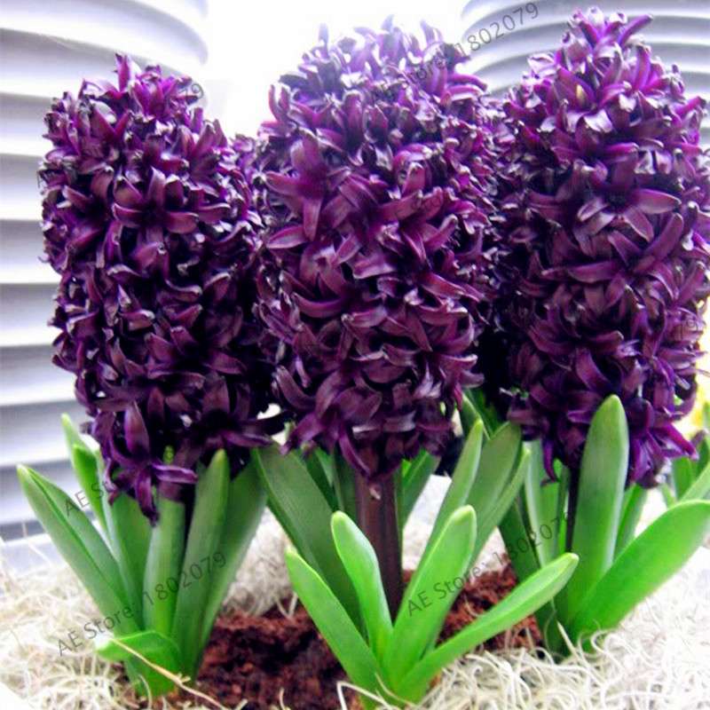 Hyacinth Seeds for Planting - Easy-Grow Potted Bonsai Flowers, Indoor/Outdoor Garden
