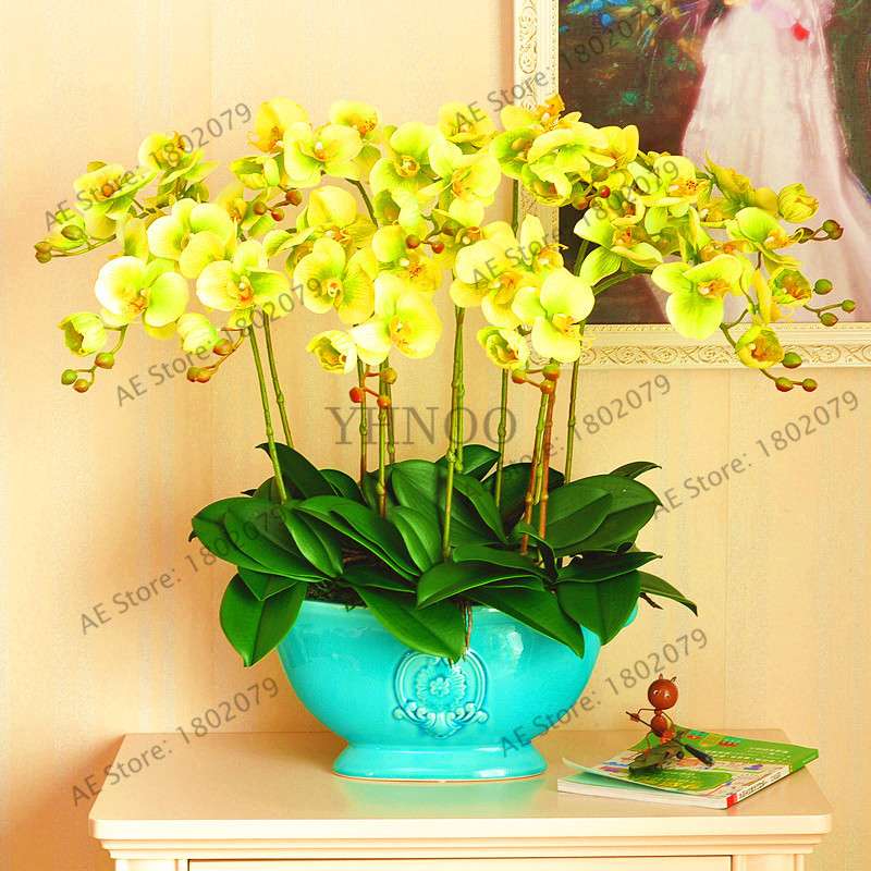Rare Mixed Color Butterfly Orchid Seeds - Beautiful Bonsai Balcony Flowers for Garden Planting
