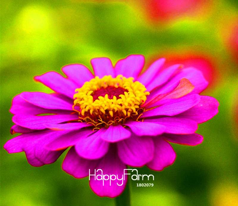 Premium Zinnia Seeds Mix - 24 Varieties, - Rare Colorful Flowers for Indoor & Outdoor Gardens