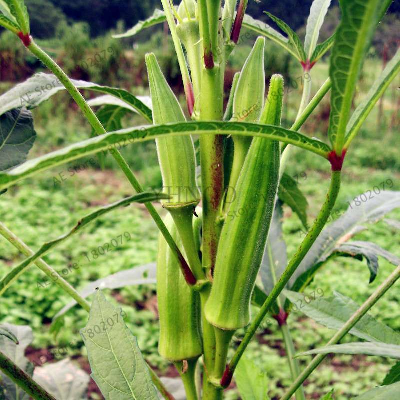 Organic Non-GMO Okra Seeds | Heirloom Vegetable Seeds for Kidney Health, Fun Countryside Gardening