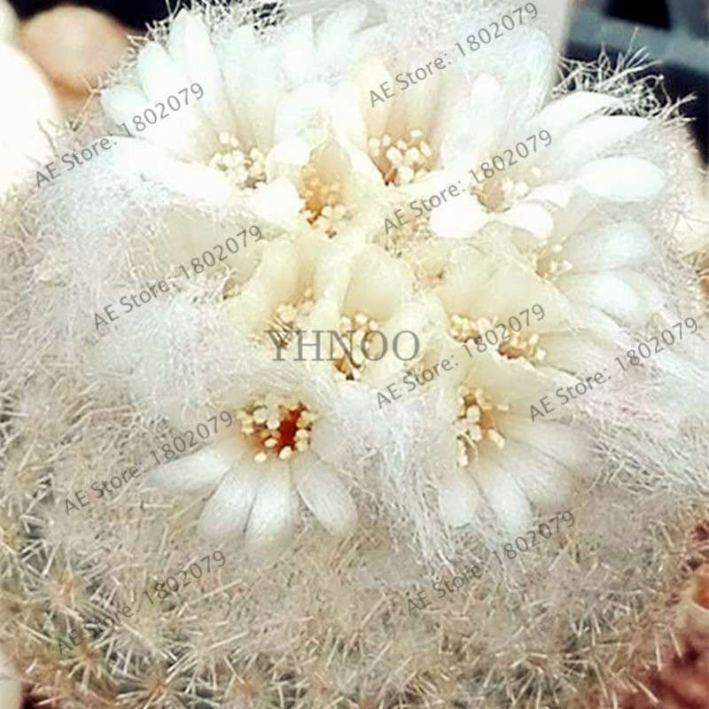 Premium Cactus & Succulent Seeds Mix - High Germination for Home & Garden Planting