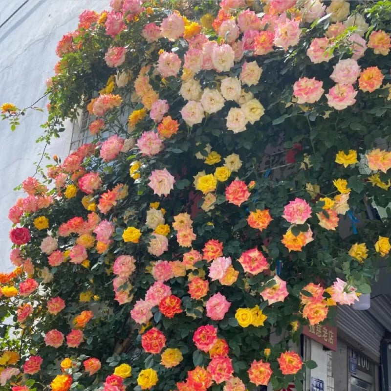Double Flowered Climbing Moss Rose Seeds
