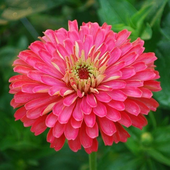 Giant Carmine Rose Zinnia Flower Seeds