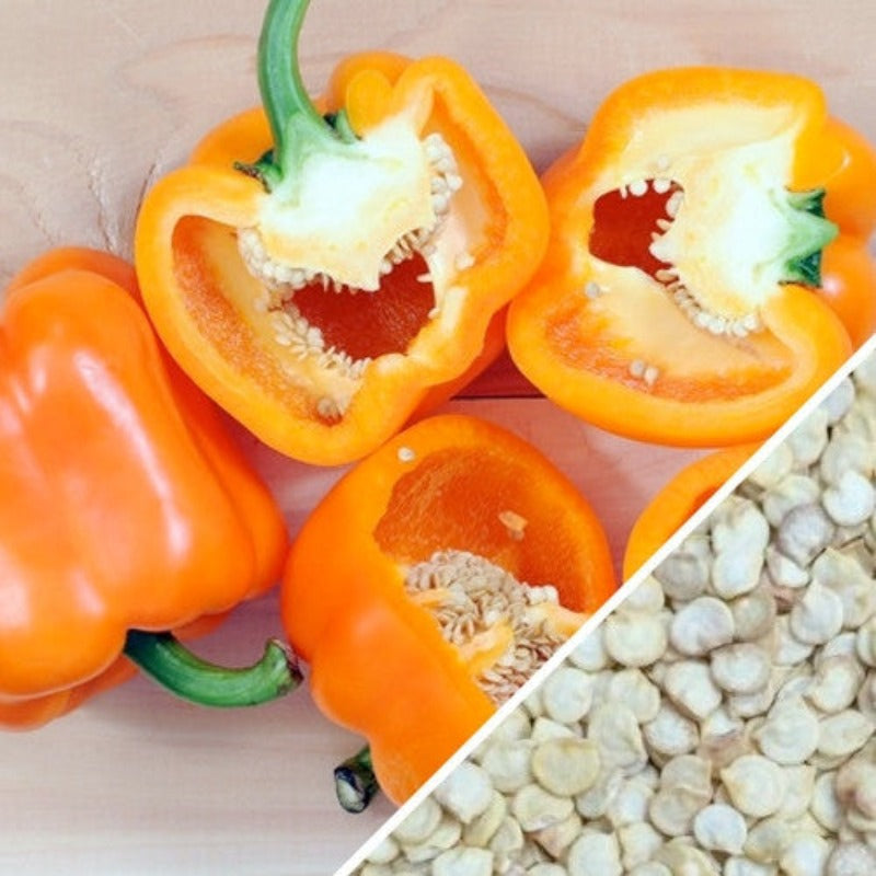 Colorful Bell Peppers Seeds