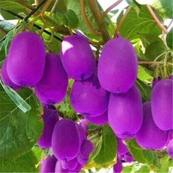 Potted Purple Kiwi Seeds