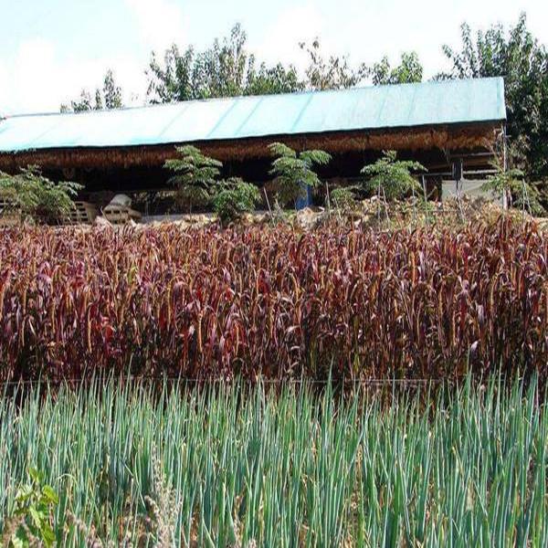 Ornamental Grass Flower Seeds