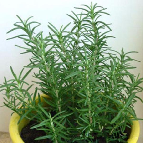 Rosemary (5 Seeds)