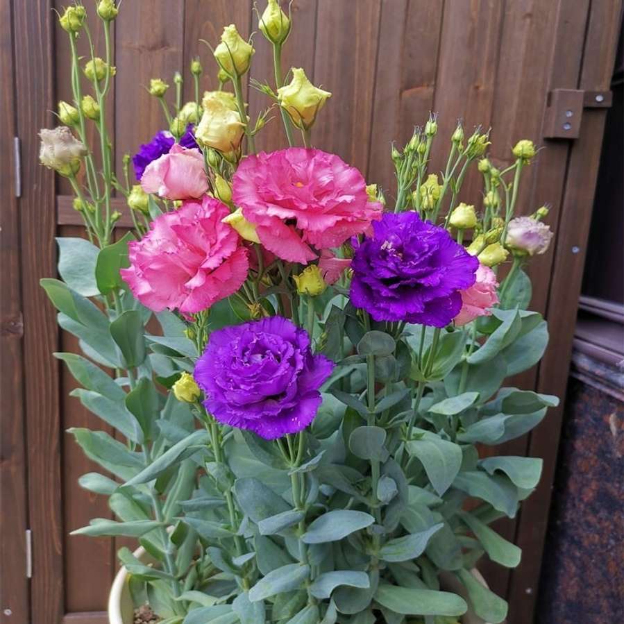 100 PCS Exquisite Lisianthus (Eustoma) Flower Seeds Mix