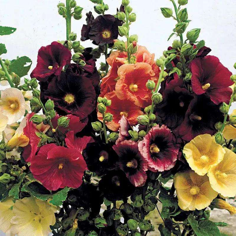 300pcs double mixed hollyhock seeds, rare Alcea rosea annua spring celebrity crimson, non-GMO heirloom, great gift.