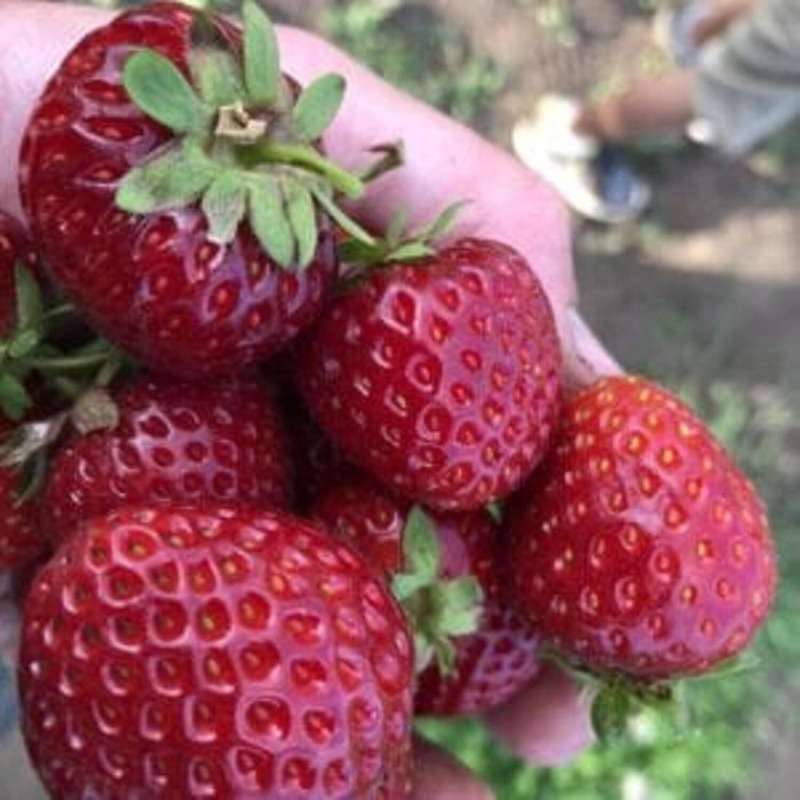 1000 PCS Purple Strawberries - Unique & Delicious - NON GMO