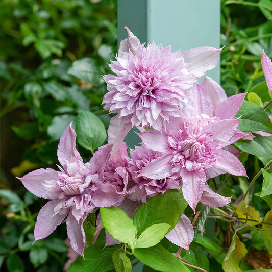 100 Double White Pink Clematis Seeds Climbers Flower Seeds GMO Free Attracts Pollinators Deer & Rabbit Resistant Cottage Potted