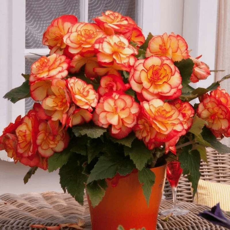 100 Pcs Rieger Begonia (Begonia x hiemalis) Seeds