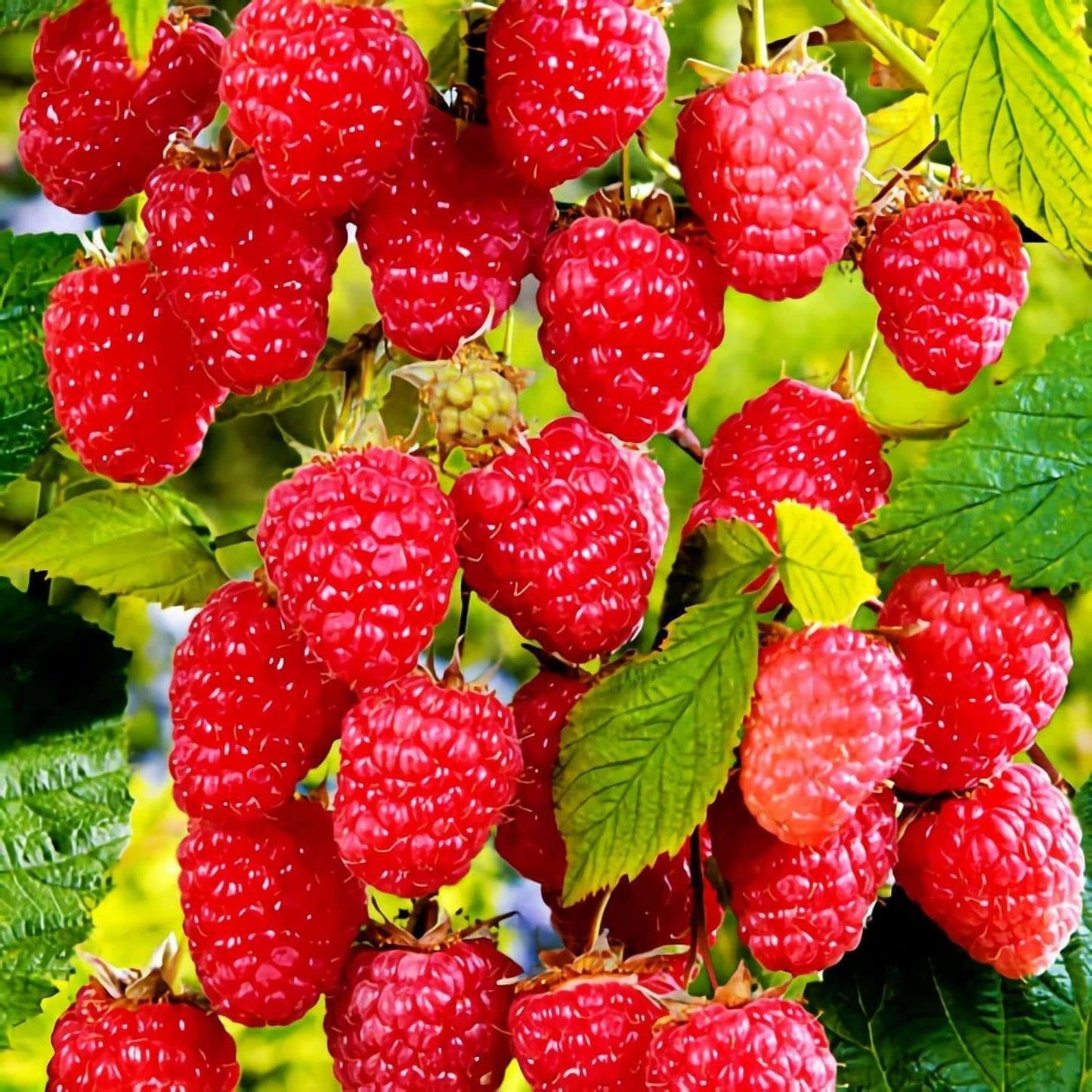 200 PCS Raspberry Seeds - Grow Your Own Delicious Berries!