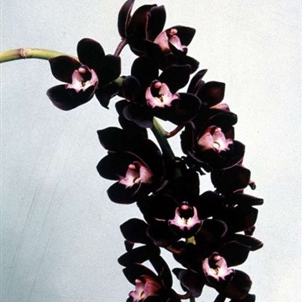 The Of Maverick New 200Pcs Butterfly Orchid Seeds Black Universal