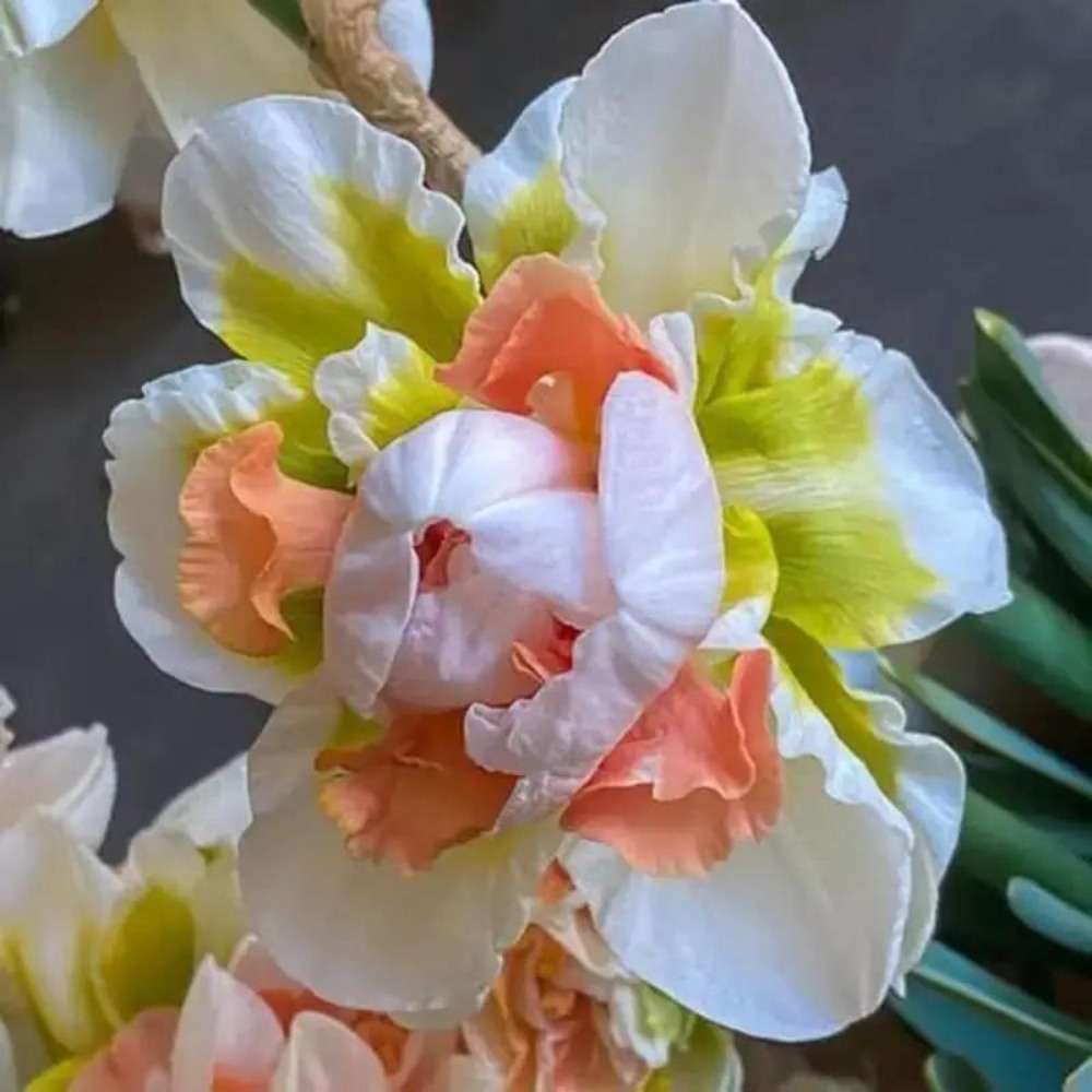 100 PCS Gaillardia Pulchella Wildflower Seeds