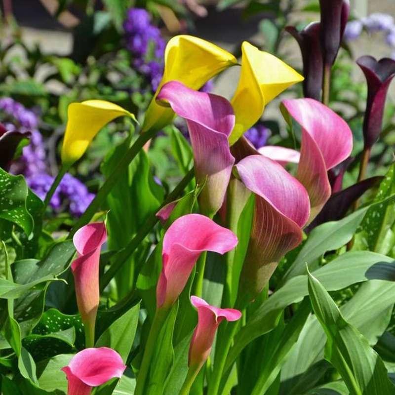 100 PCS mixed Premium Calla Lily Collection