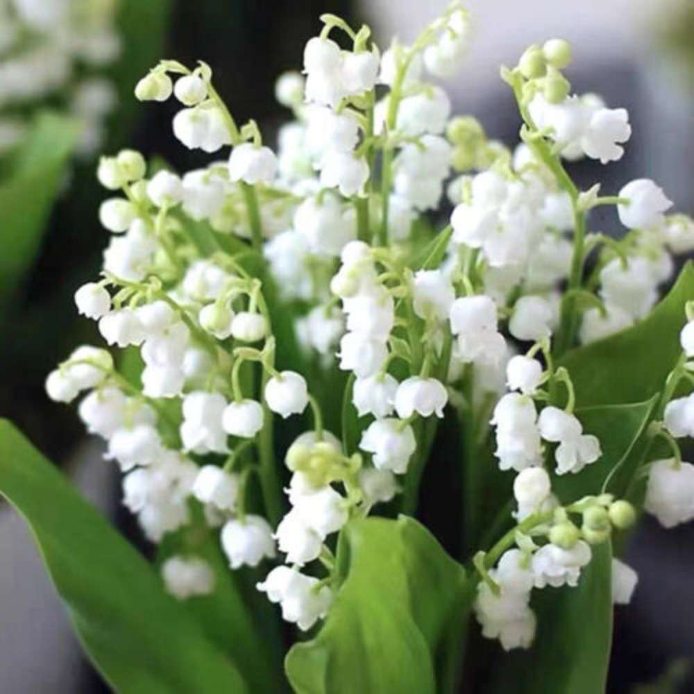 100 PCS Premium Bellflower Seeds (Convallaria keiskei Miq.)