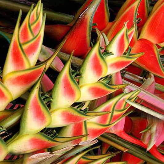 10 PCS Exotic Heliconia Flower Seeds - Bring Tropical Charm to Your Garden