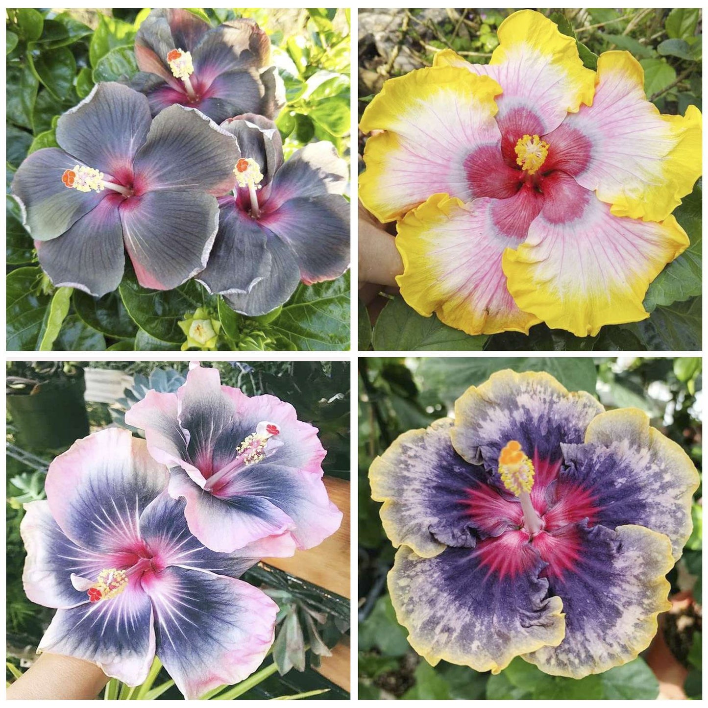 100 PCS Vibrant Pink Hibiscus Seeds, Bringing Tropical Charm to Your Garden