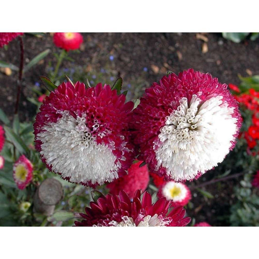 100 PCS Aster Seeds - Effortless Charm for Gardens & Pollinators!
