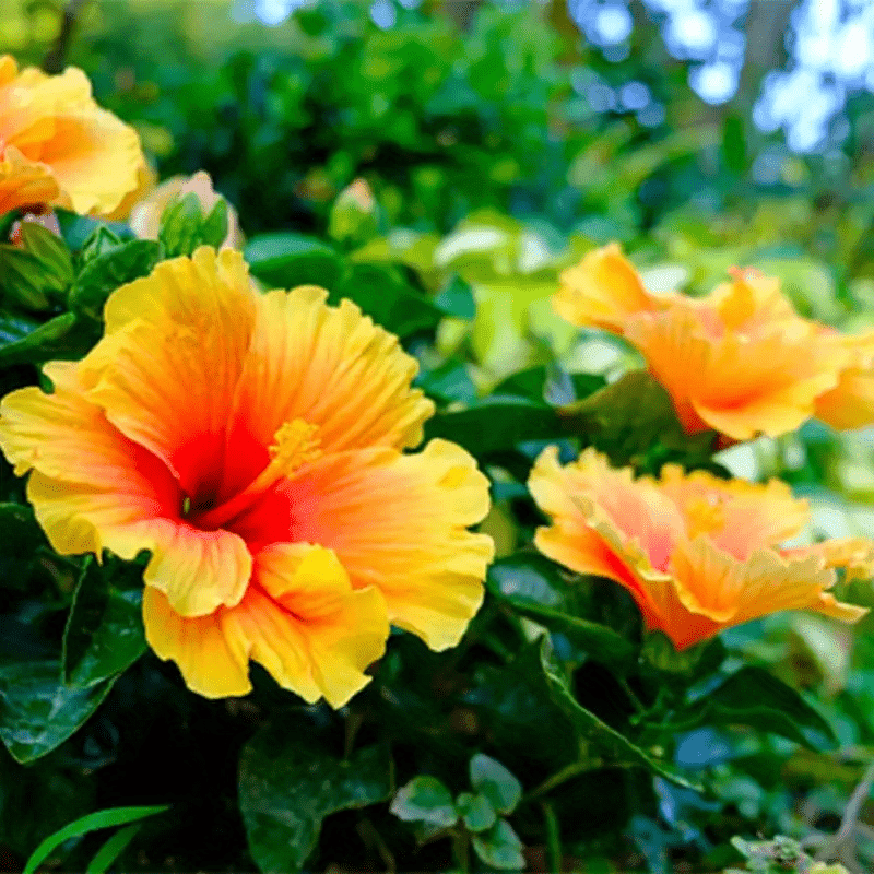 100 PCS Vibrant Yellow & Pink Hibiscus (Jonquil & Rose) Seeds - Bringing Tropical Charm to Your Garden