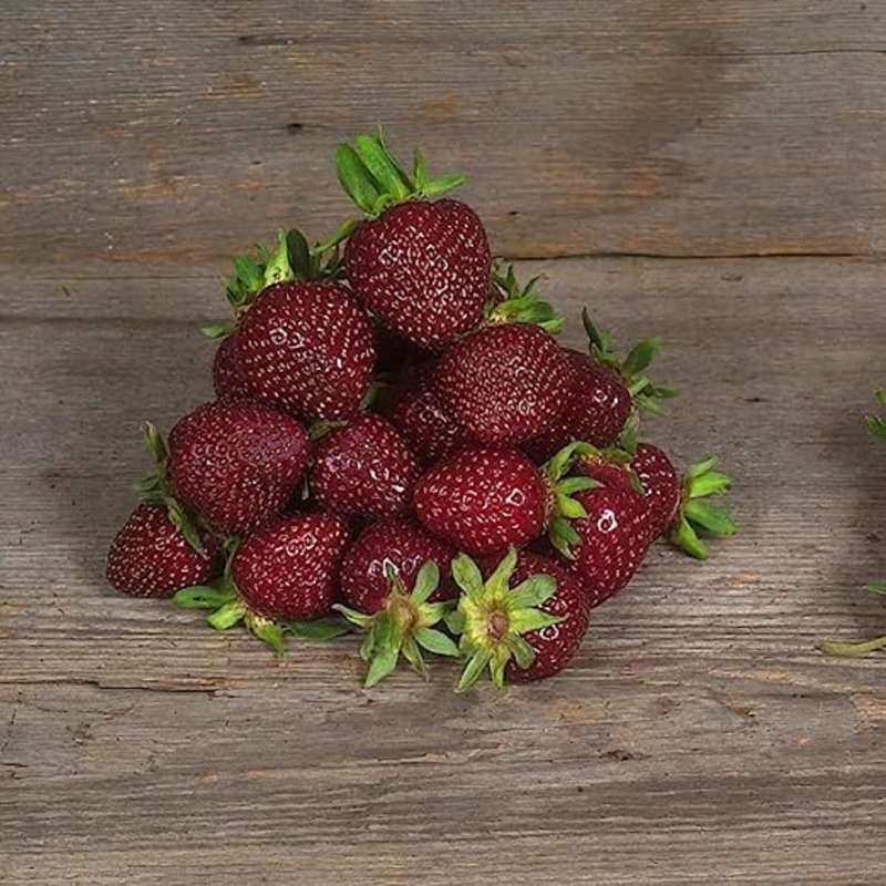 1000 PCS Purple Strawberries - Unique & Delicious - NON GMO