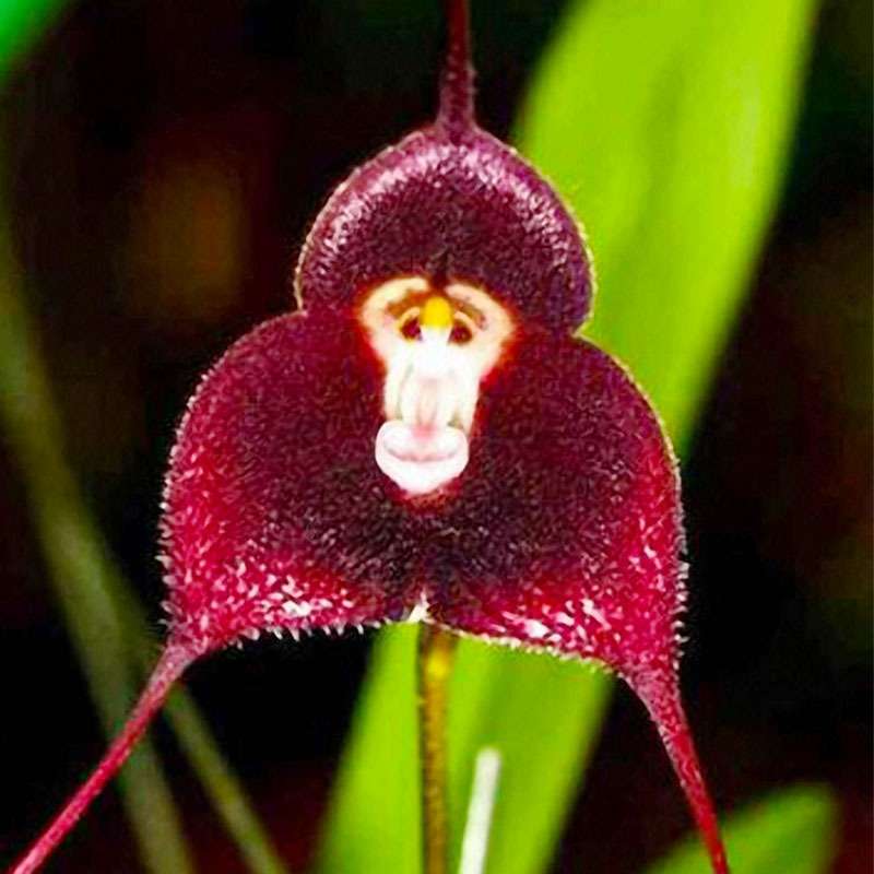 200pcs Mixed Monkey Orchid Seeds for Planting -Exotic Monkey Orchid Flowers Seeds - Perennial Flowers Seeds - Outdoor Garden Orchid Plants Grow Easily