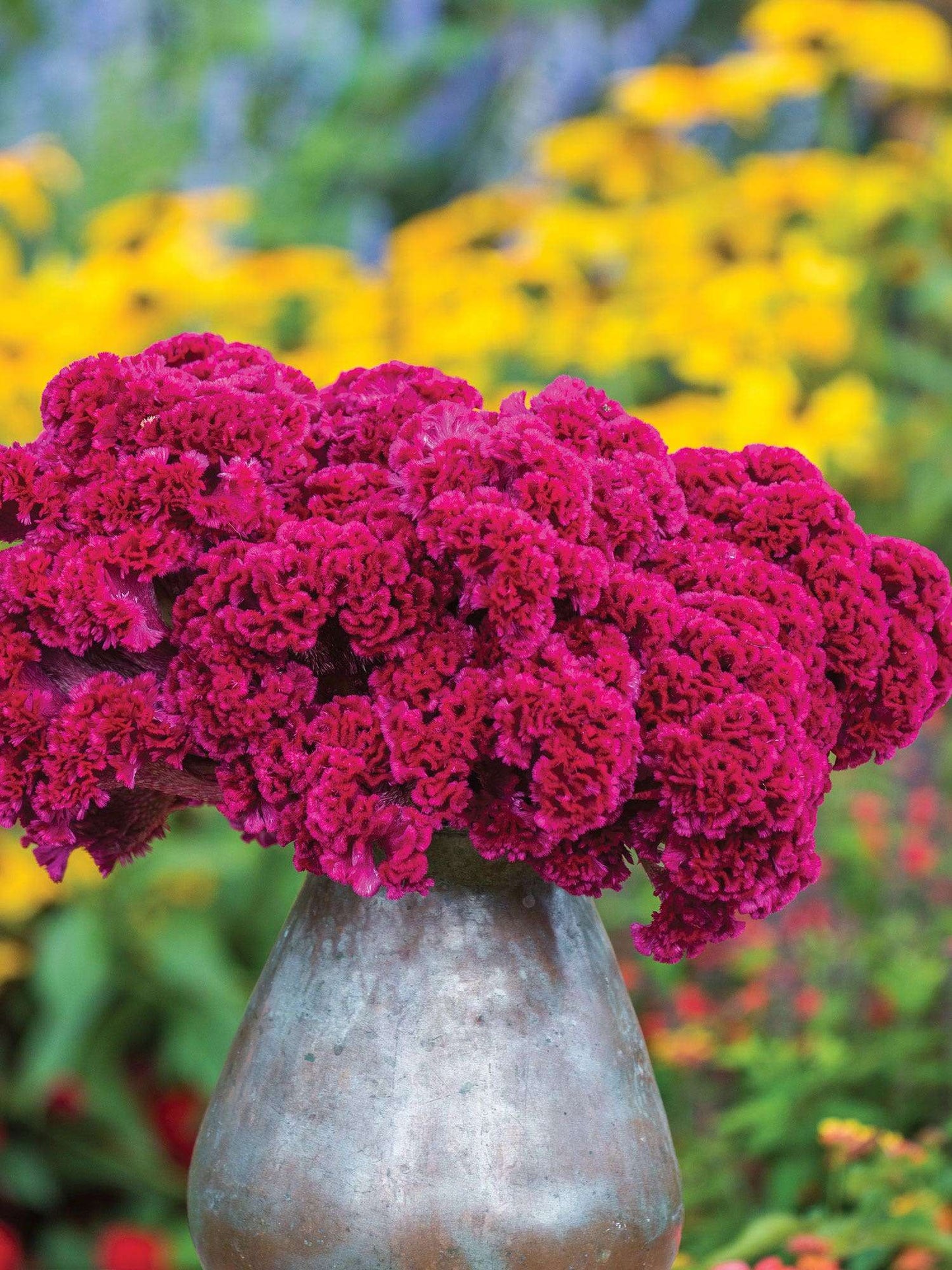 1000 PCS Vibrant Red Celosia Seeds (Chicken Crest Flower Seeds)