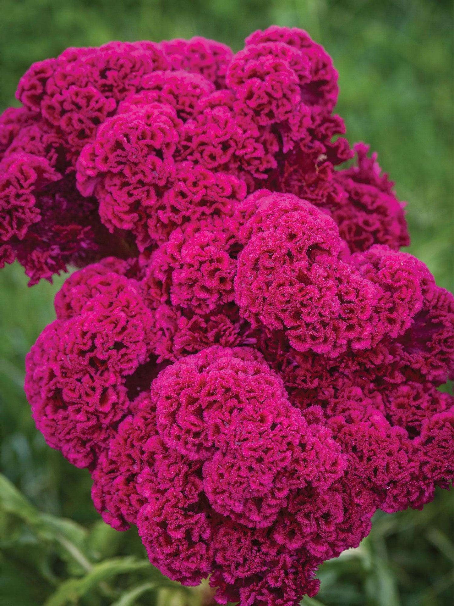 1000 PCS Vibrant Red Celosia Seeds (Chicken Crest Flower Seeds)